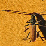 Derolus brunneipennis
